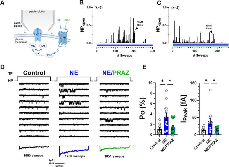 https://cdn.ncbi.nlm.nih.gov/pmc/blobs/a6a8/10325713/4b778c1bc38d/elife-79648-fig5.jpg