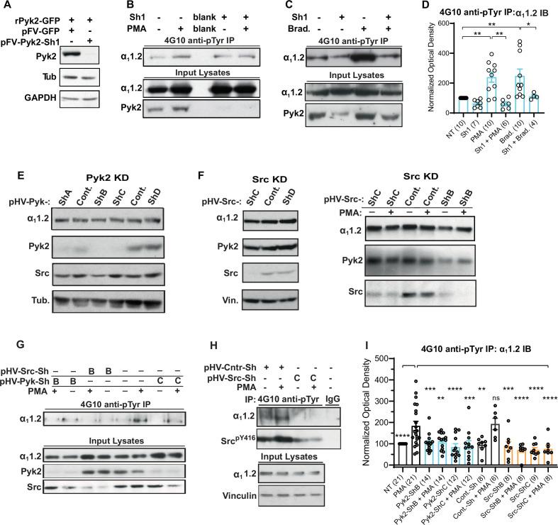 https://cdn.ncbi.nlm.nih.gov/pmc/blobs/a6a8/10325713/f08f08035088/elife-79648-fig10.jpg