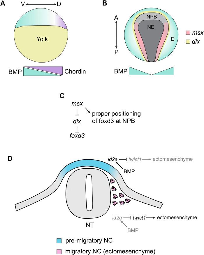 https://cdn.ncbi.nlm.nih.gov/pmc/blobs/a6a8/10879340/13d7d2971157/fcell-12-1338070-g003.jpg