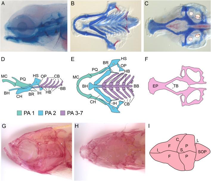 https://cdn.ncbi.nlm.nih.gov/pmc/blobs/a6a8/10879340/8481f7c413c1/fcell-12-1338070-g002.jpg