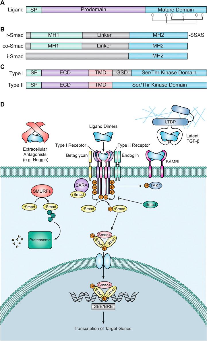 https://cdn.ncbi.nlm.nih.gov/pmc/blobs/a6a8/10879340/da71820662d0/fcell-12-1338070-g001.jpg