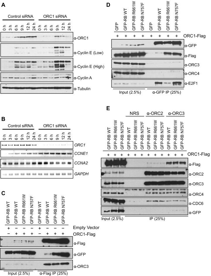 https://cdn.ncbi.nlm.nih.gov/pmc/blobs/a6a9/4987141/0cf968f7d088/elife-12785-fig1.jpg