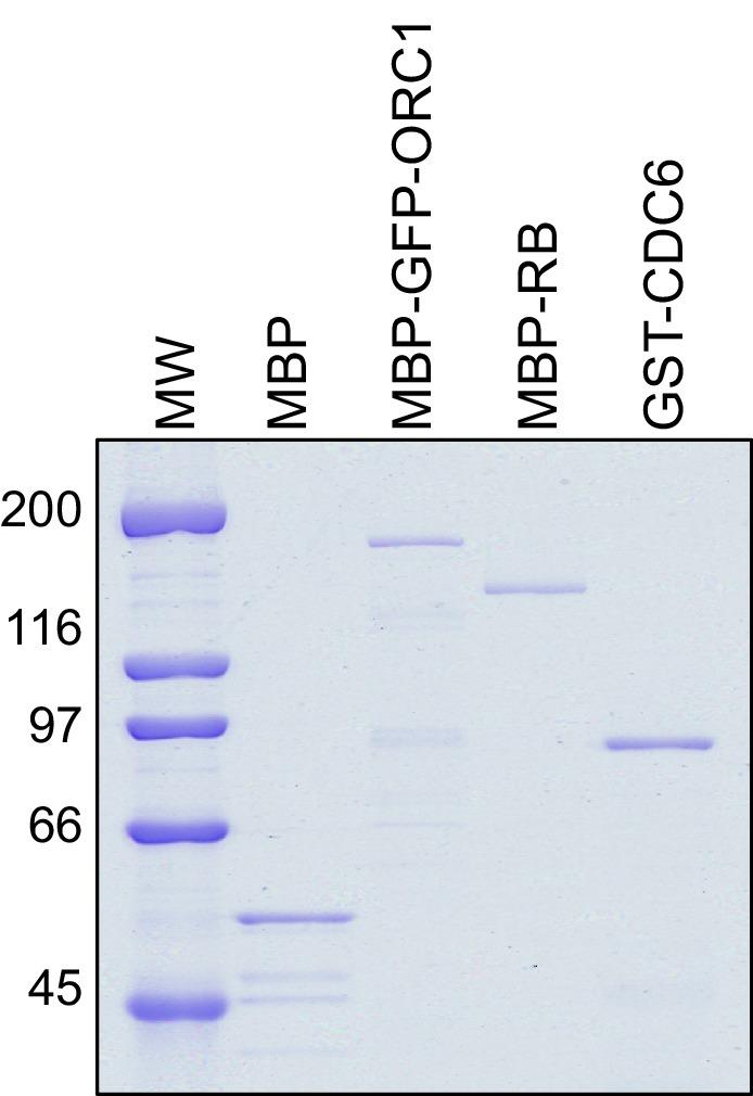 https://cdn.ncbi.nlm.nih.gov/pmc/blobs/a6a9/4987141/54fdc6ffb71f/elife-12785-fig5-figsupp1.jpg