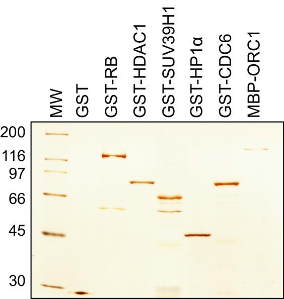 https://cdn.ncbi.nlm.nih.gov/pmc/blobs/a6a9/4987141/d56cba076a3d/elife-12785-fig2-figsupp1.jpg