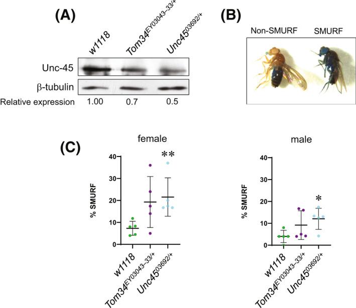 https://cdn.ncbi.nlm.nih.gov/pmc/blobs/a6ae/9310778/4a69c309b29a/FSB2-36-0-g009.jpg