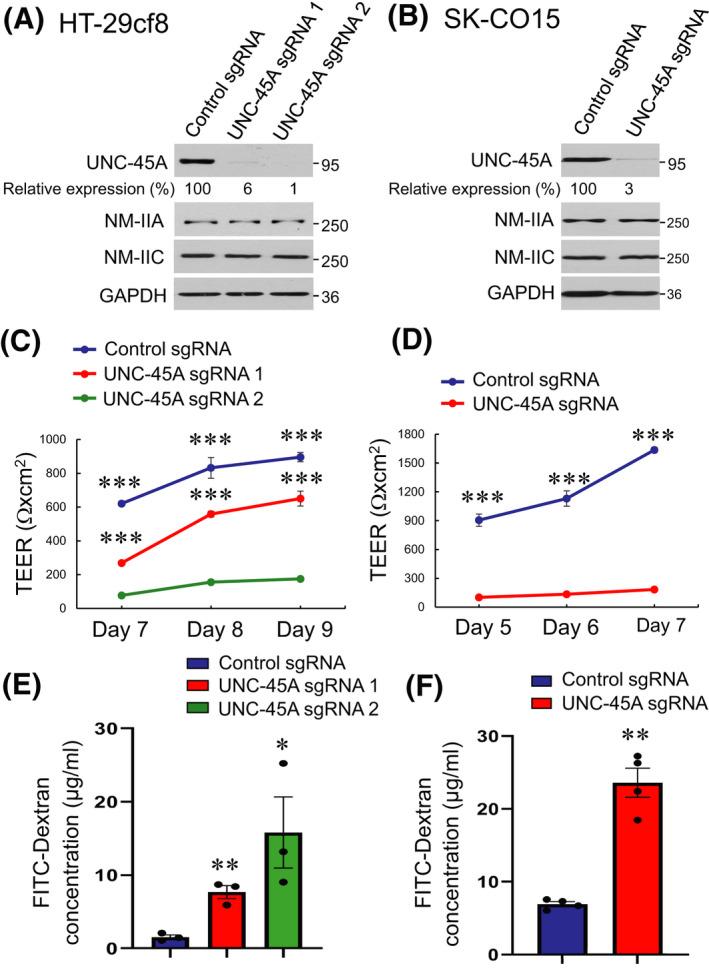 https://cdn.ncbi.nlm.nih.gov/pmc/blobs/a6ae/9310778/639cdff338de/FSB2-36-0-g006.jpg