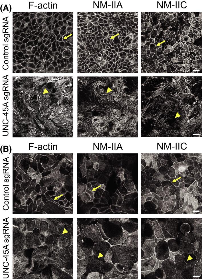 https://cdn.ncbi.nlm.nih.gov/pmc/blobs/a6ae/9310778/7a560cb89553/FSB2-36-0-g007.jpg