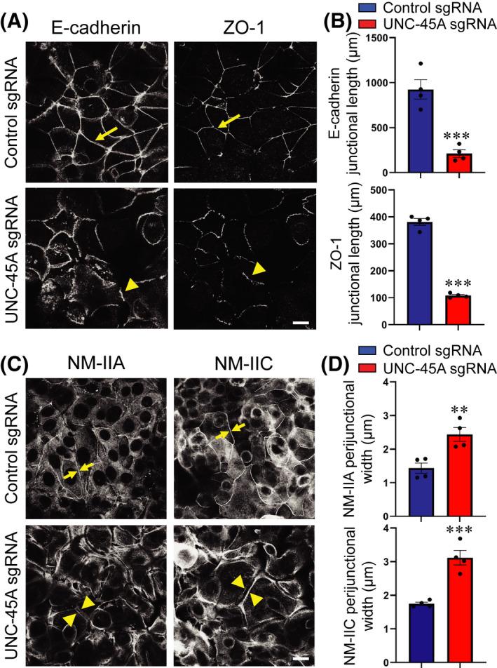https://cdn.ncbi.nlm.nih.gov/pmc/blobs/a6ae/9310778/af96274504d3/FSB2-36-0-g003.jpg