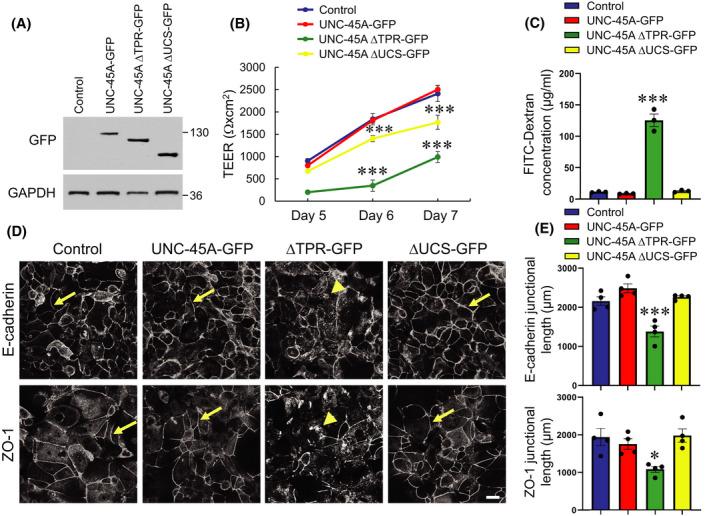 https://cdn.ncbi.nlm.nih.gov/pmc/blobs/a6ae/9310778/c390647b1e93/FSB2-36-0-g001.jpg