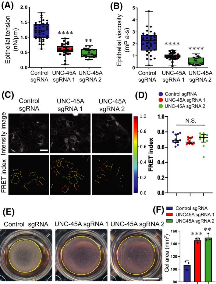 https://cdn.ncbi.nlm.nih.gov/pmc/blobs/a6ae/9310778/c5144bef4402/FSB2-36-0-g005.jpg