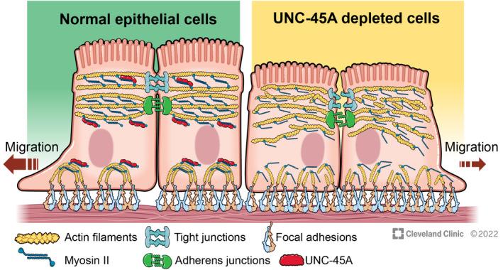 https://cdn.ncbi.nlm.nih.gov/pmc/blobs/a6ae/9310778/eac6b834c56c/FSB2-36-0-g004.jpg