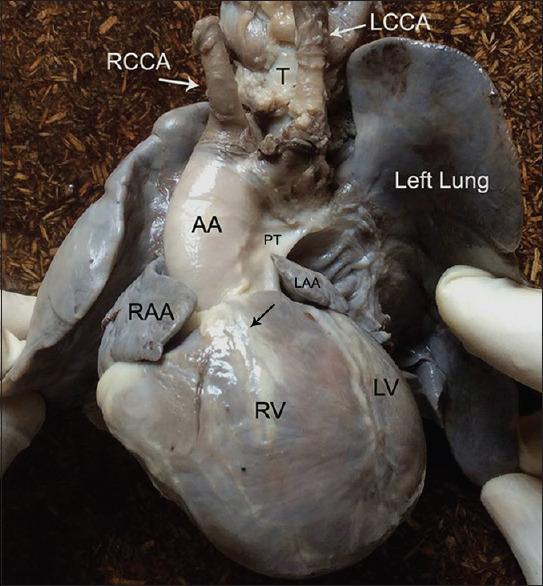 https://cdn.ncbi.nlm.nih.gov/pmc/blobs/a6b0/7918034/237e1583d782/APC-14-53-g001.jpg