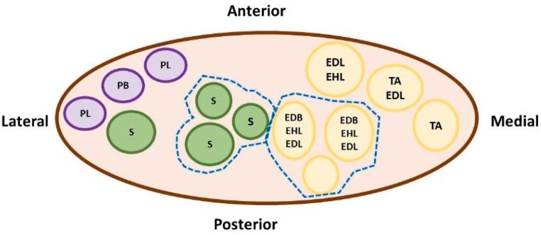 https://cdn.ncbi.nlm.nih.gov/pmc/blobs/a6b2/10847864/4db69e86220b/gr4.jpg