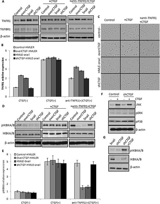 https://cdn.ncbi.nlm.nih.gov/pmc/blobs/a6b4/4694834/cc49aaa5ce19/oncotarget-06-25320-g008.jpg