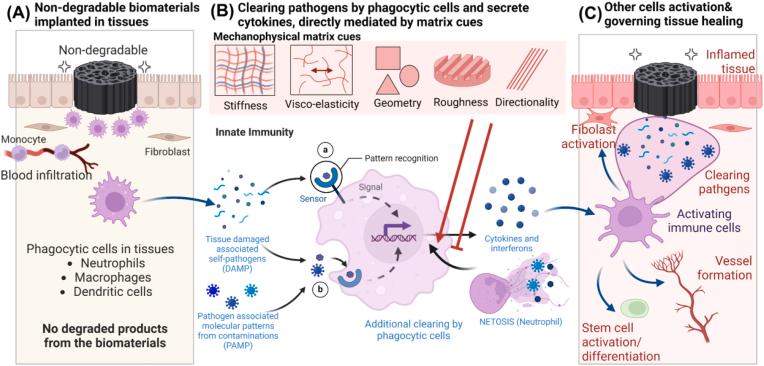 https://cdn.ncbi.nlm.nih.gov/pmc/blobs/a6b5/11350271/9a551bbd186b/gr1.jpg