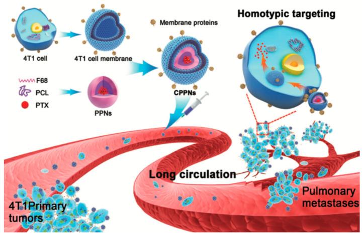 https://cdn.ncbi.nlm.nih.gov/pmc/blobs/a6b7/7552783/07c528d49b5f/bioengineering-07-00111-g002.jpg