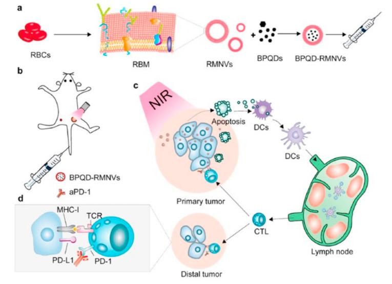https://cdn.ncbi.nlm.nih.gov/pmc/blobs/a6b7/7552783/c512e0d43836/bioengineering-07-00111-g006.jpg