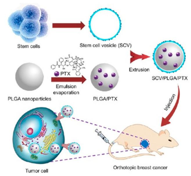 https://cdn.ncbi.nlm.nih.gov/pmc/blobs/a6b7/7552783/d304872cbe6b/bioengineering-07-00111-g005.jpg