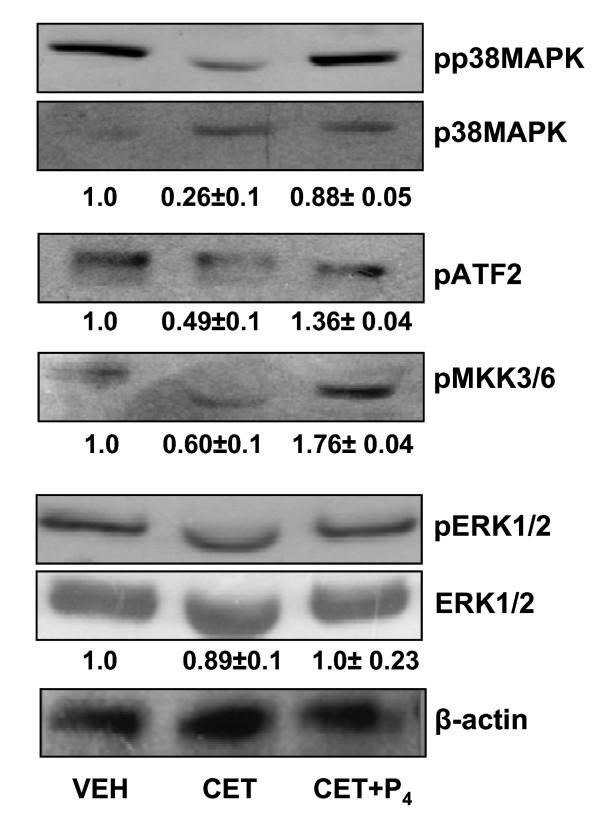 https://cdn.ncbi.nlm.nih.gov/pmc/blobs/a6b8/3038151/0f1cd8e04d52/1477-7827-9-20-5.jpg