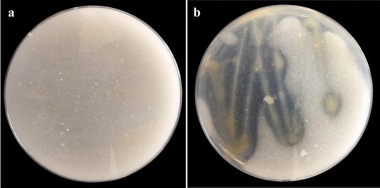 https://cdn.ncbi.nlm.nih.gov/pmc/blobs/a6ba/10667278/b2d0edbd066c/41598_2023_47924_Fig2_HTML.jpg