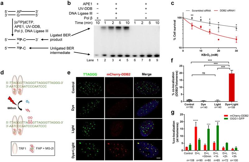 https://cdn.ncbi.nlm.nih.gov/pmc/blobs/a6bb/6684372/4cb2a958d7b5/nihms-1530419-f0004.jpg
