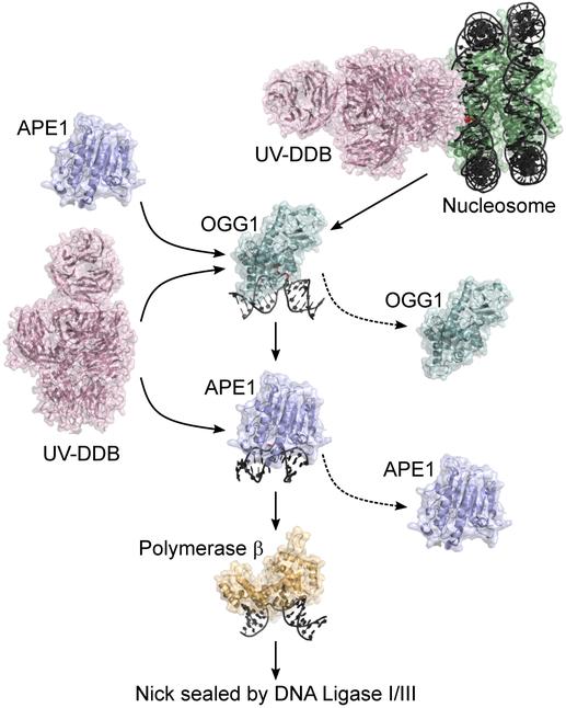 https://cdn.ncbi.nlm.nih.gov/pmc/blobs/a6bb/6684372/f1cd470ee717/nihms-1530419-f0005.jpg