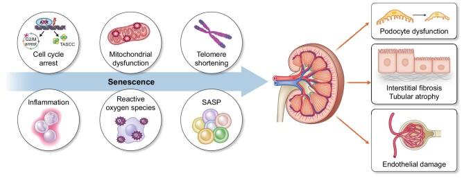 https://cdn.ncbi.nlm.nih.gov/pmc/blobs/a6bc/11129592/186c5adb3a29/sfae133fig2.jpg