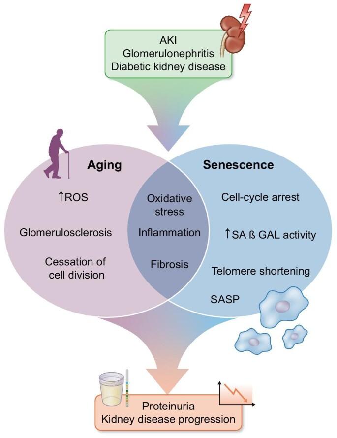 https://cdn.ncbi.nlm.nih.gov/pmc/blobs/a6bc/11129592/2ee2f98b24a0/sfae133fig1.jpg