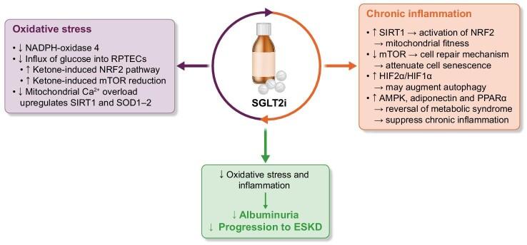 https://cdn.ncbi.nlm.nih.gov/pmc/blobs/a6bc/11129592/8240be49e164/sfae133fig3.jpg