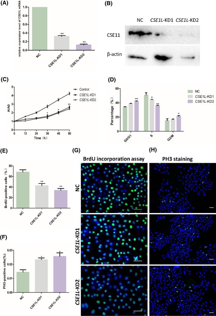 https://cdn.ncbi.nlm.nih.gov/pmc/blobs/a6c4/6496685/575e1dd22a52/CPR-52-e12549-g004.jpg