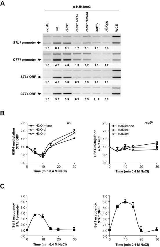 https://cdn.ncbi.nlm.nih.gov/pmc/blobs/a6c6/4446418/da306e9cfa15/gkv220fig3.jpg