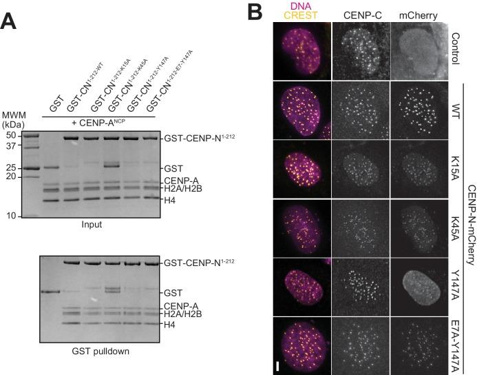 https://cdn.ncbi.nlm.nih.gov/pmc/blobs/a6c7/5777823/529d4ef9885e/elife-33442-fig4-figsupp1.jpg