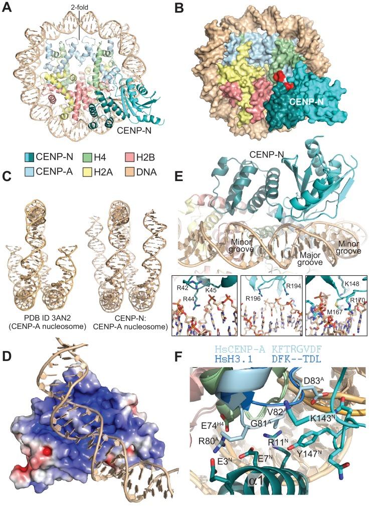 https://cdn.ncbi.nlm.nih.gov/pmc/blobs/a6c7/5777823/dc050c807293/elife-33442-fig3.jpg