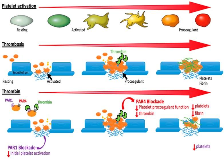 https://cdn.ncbi.nlm.nih.gov/pmc/blobs/a6c9/6888008/419ca43c4bcd/ijms-20-05629-g002.jpg