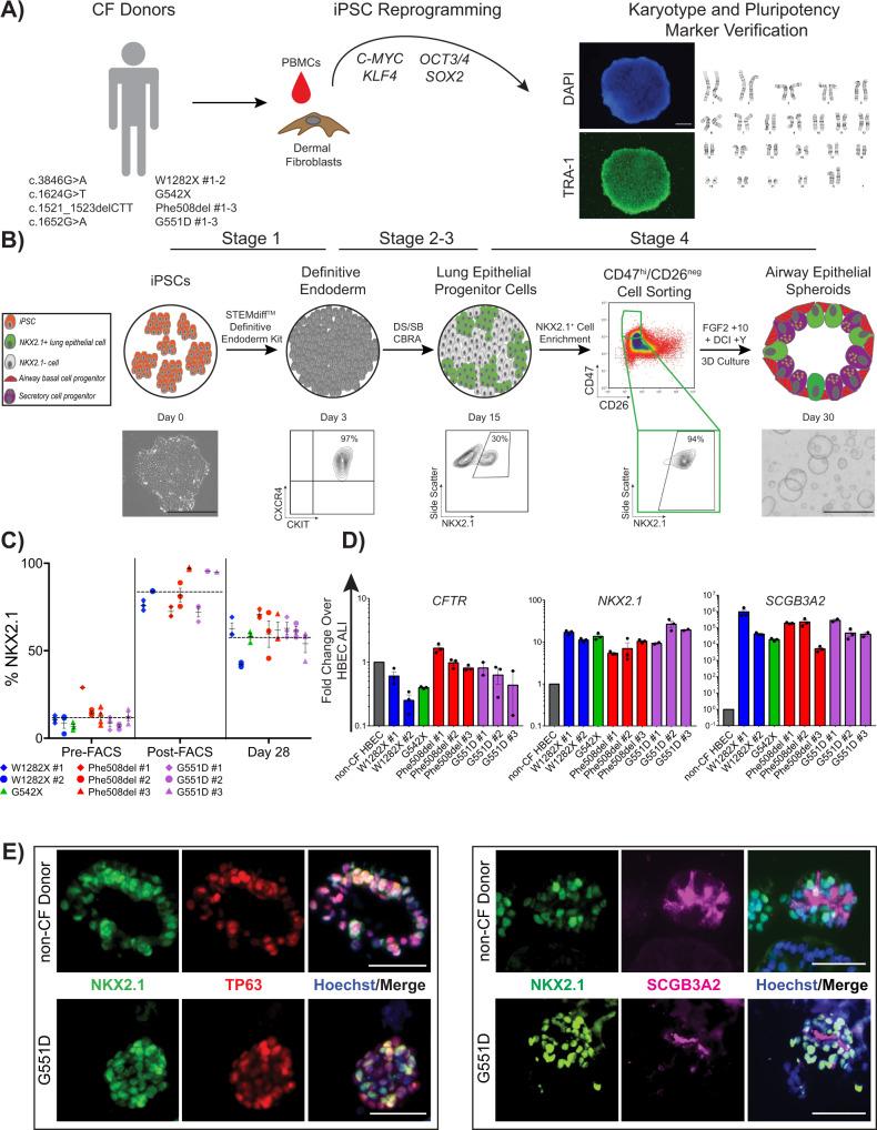 https://cdn.ncbi.nlm.nih.gov/pmc/blobs/a6c9/9338271/4acb43948eff/41467_2022_31854_Fig1_HTML.jpg