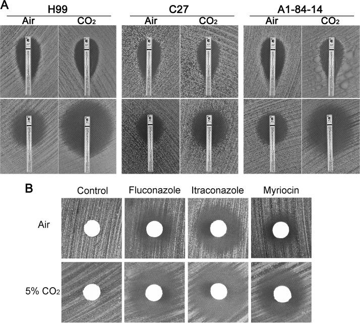 https://cdn.ncbi.nlm.nih.gov/pmc/blobs/a6cb/6606813/4d2ed157c05a/mBio.01410-19-f0002.jpg