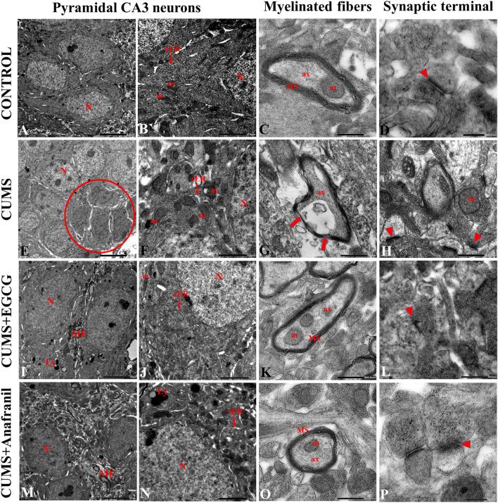 https://cdn.ncbi.nlm.nih.gov/pmc/blobs/a6cb/9546794/71718a5d9540/11064_2022_3707_Fig5_HTML.jpg