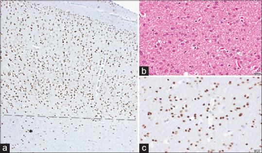 https://cdn.ncbi.nlm.nih.gov/pmc/blobs/a6cd/8965943/e3e8768361ad/AIAN-24-1009-g002.jpg
