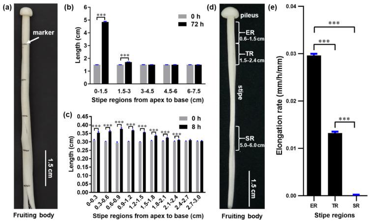 https://cdn.ncbi.nlm.nih.gov/pmc/blobs/a6cf/9221348/ae4c398f0d6c/cells-11-01896-g001.jpg