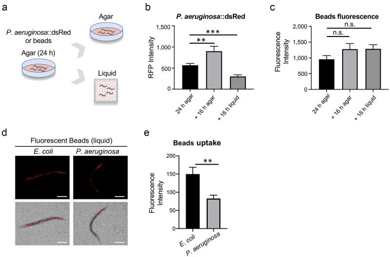 https://cdn.ncbi.nlm.nih.gov/pmc/blobs/a6d0/10132241/a51b62c893b7/KVIR_A_2204004_F0007_OC.jpg