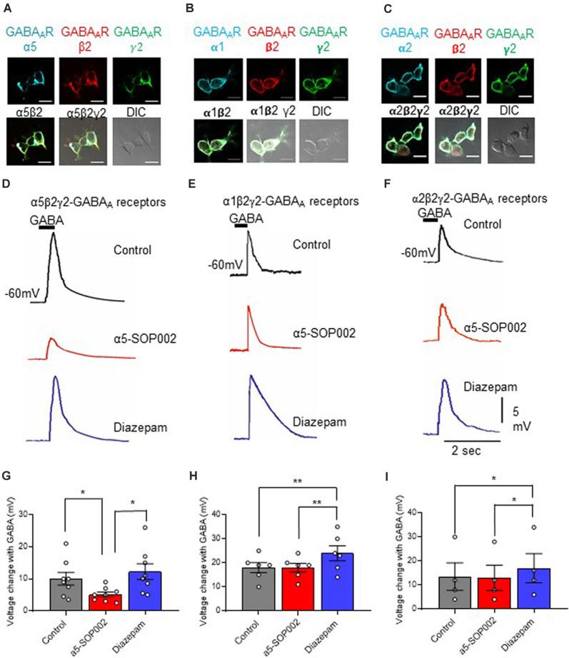 https://cdn.ncbi.nlm.nih.gov/pmc/blobs/a6d1/7686552/d02147bf0966/fncel-14-568194-g0002.jpg