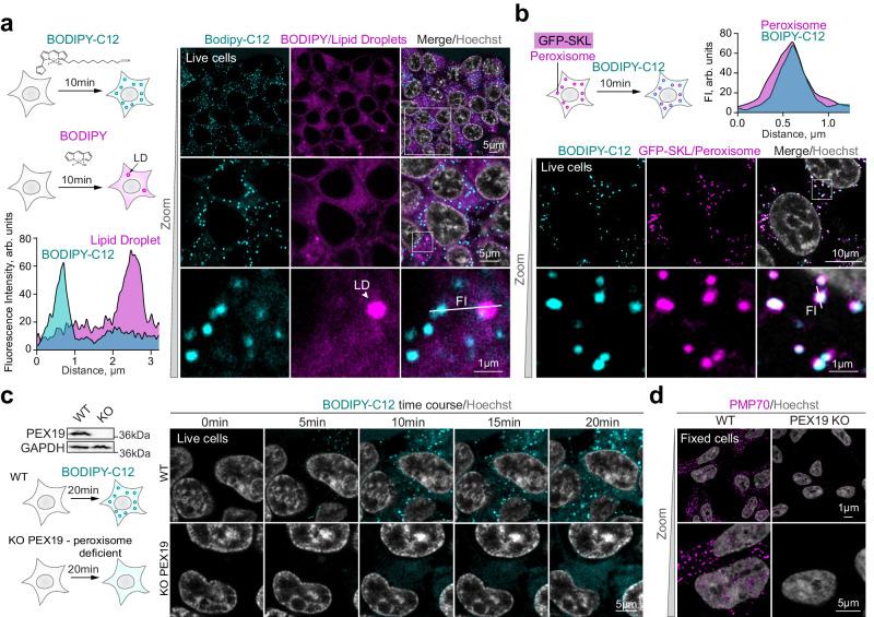 https://cdn.ncbi.nlm.nih.gov/pmc/blobs/a6d2/11109271/3ab1ac174e5e/41467_2024_48679_Fig1_HTML.jpg