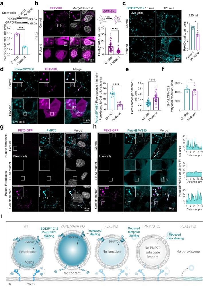 https://cdn.ncbi.nlm.nih.gov/pmc/blobs/a6d2/11109271/5aeeb72ef4f2/41467_2024_48679_Fig5_HTML.jpg