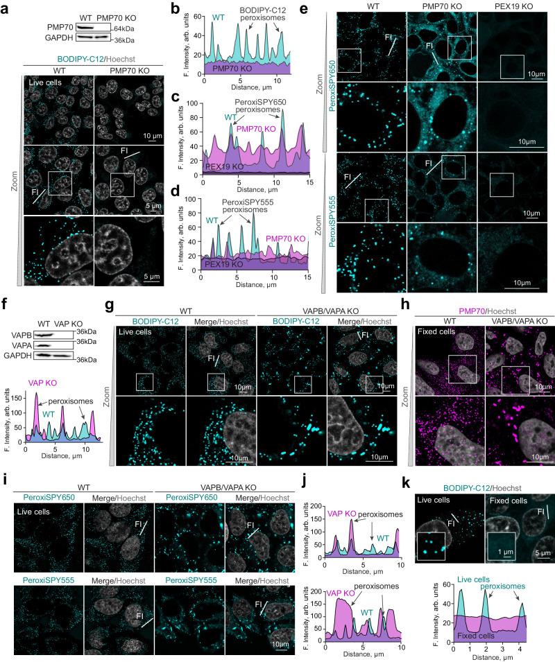 https://cdn.ncbi.nlm.nih.gov/pmc/blobs/a6d2/11109271/e9d0bba3a676/41467_2024_48679_Fig4_HTML.jpg