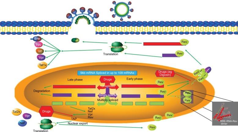 https://cdn.ncbi.nlm.nih.gov/pmc/blobs/a6d3/5354533/6da0936c507b/hiv-9-063Fig5.jpg