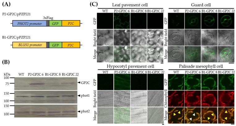 https://cdn.ncbi.nlm.nih.gov/pmc/blobs/a6d3/8747280/47ae2290ef21/plants-11-00065-g001.jpg