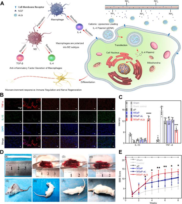 https://cdn.ncbi.nlm.nih.gov/pmc/blobs/a6d4/11179178/726bf2502cd7/gr3.jpg