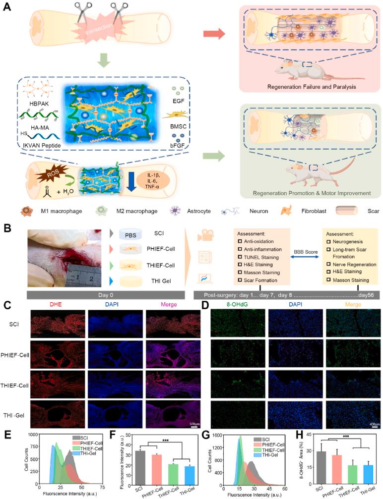 https://cdn.ncbi.nlm.nih.gov/pmc/blobs/a6d4/11179178/c4125b4e47dc/gr4.jpg