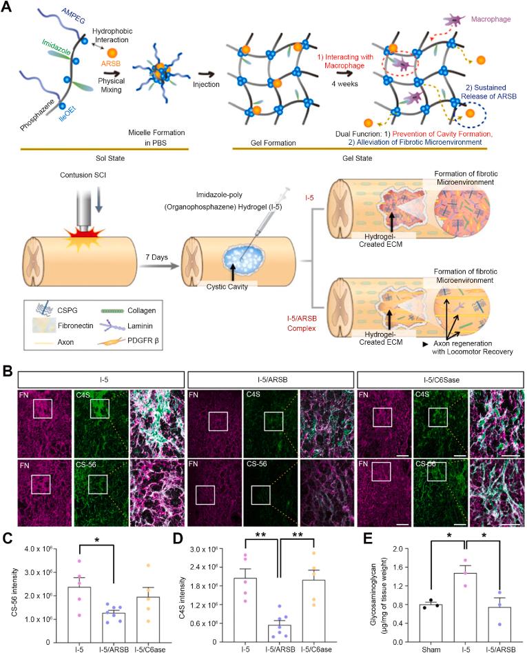 https://cdn.ncbi.nlm.nih.gov/pmc/blobs/a6d4/11179178/c74cf5e19f92/gr6.jpg