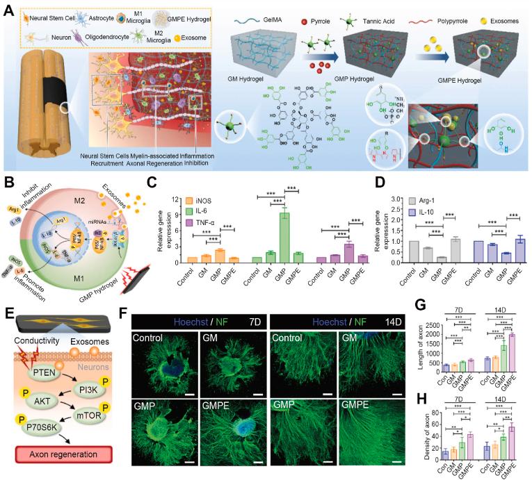 https://cdn.ncbi.nlm.nih.gov/pmc/blobs/a6d4/11179178/db5be9bbabf0/gr8.jpg